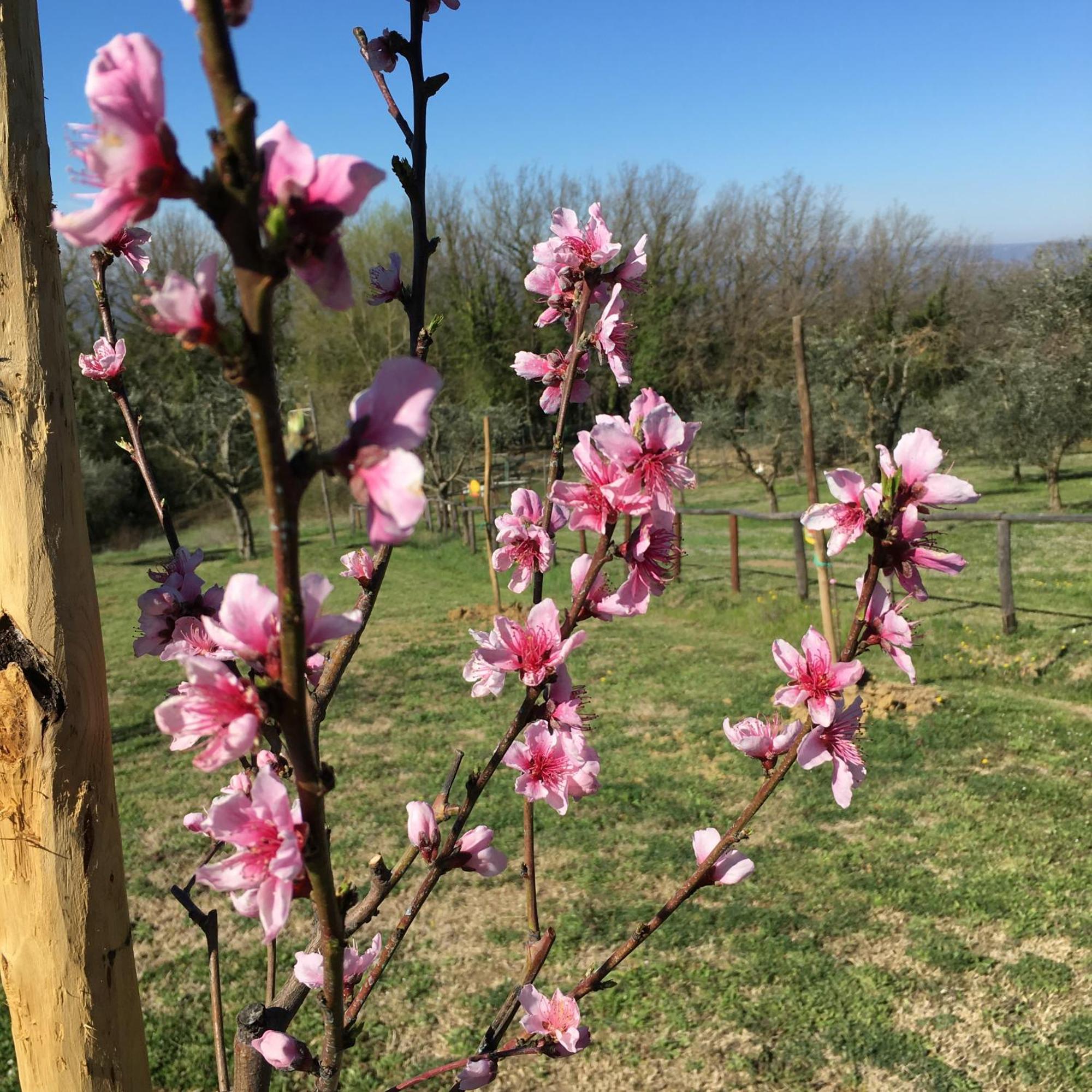 Agriturismo Podere Dell' Olmo Amelia Exterior foto