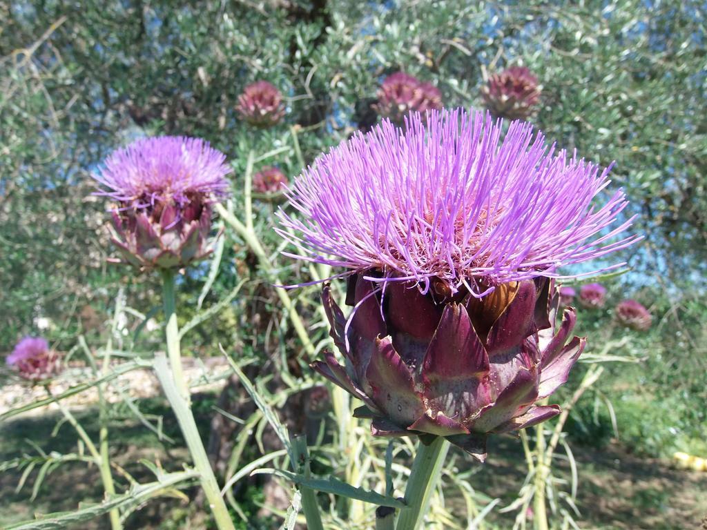 Agriturismo Podere Dell' Olmo Amelia Exterior foto
